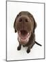 Chocolate Labrador Puppy, Inca, Looking Up, Nose Close-Up-Mark Taylor-Mounted Photographic Print