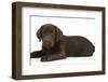 Chocolate Labrador Puppy, Inca, Lying with Her Head Up-Mark Taylor-Framed Photographic Print