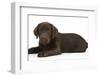 Chocolate Labrador Puppy, Inca, Lying with Her Head Up-Mark Taylor-Framed Photographic Print