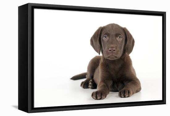 Chocolate Labrador Puppy Laying Down (13 Weeks)-null-Framed Stretched Canvas