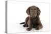 Chocolate Labrador Puppy Laying Down (13 Weeks)-null-Stretched Canvas
