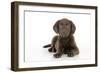 Chocolate Labrador Puppy Laying Down (13 Weeks)-null-Framed Photographic Print