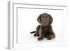 Chocolate Labrador Puppy Laying Down (13 Weeks)-null-Framed Photographic Print