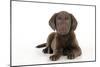 Chocolate Labrador Puppy Laying Down (13 Weeks)-null-Mounted Photographic Print