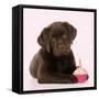 Chocolate Labrador Puppy Laying Down with Cup Cake-null-Framed Stretched Canvas