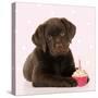 Chocolate Labrador Puppy Laying Down with Cup Cake-null-Stretched Canvas