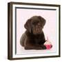 Chocolate Labrador Puppy Laying Down with Cup Cake-null-Framed Photographic Print