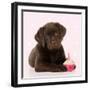 Chocolate Labrador Puppy Laying Down with Cup Cake-null-Framed Photographic Print