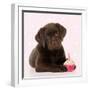 Chocolate Labrador Puppy Laying Down with Cup Cake-null-Framed Photographic Print