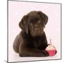 Chocolate Labrador Puppy Laying Down with Cup Cake-null-Mounted Photographic Print