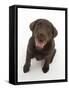 Chocolate Labrador Puppy Looking Up, into the Camera-Mark Taylor-Framed Stretched Canvas