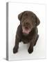 Chocolate Labrador Puppy Looking Up, into the Camera-Mark Taylor-Stretched Canvas