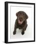 Chocolate Labrador Puppy Looking Up, into the Camera-Mark Taylor-Framed Photographic Print
