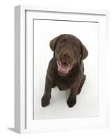 Chocolate Labrador Puppy Looking Up, into the Camera-Mark Taylor-Framed Photographic Print