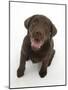 Chocolate Labrador Puppy Looking Up, into the Camera-Mark Taylor-Mounted Photographic Print