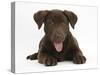 Chocolate Labrador Puppy, Lucie, 3 Months, Lying Down, Panting-Mark Taylor-Stretched Canvas