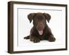 Chocolate Labrador Puppy, Lucie, 3 Months, Lying Down, Panting-Mark Taylor-Framed Photographic Print