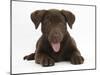 Chocolate Labrador Puppy, Lucie, 3 Months, Lying Down, Panting-Mark Taylor-Mounted Photographic Print