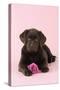 Chocolate Labrador Puppy Lying Down with Rose-null-Stretched Canvas