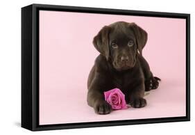 Chocolate Labrador Puppy Lying Down with Rose-null-Framed Stretched Canvas