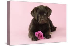 Chocolate Labrador Puppy Lying Down with Rose-null-Stretched Canvas