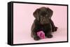 Chocolate Labrador Puppy Lying Down with Rose-null-Framed Stretched Canvas