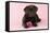 Chocolate Labrador Puppy Lying Down with Rose-null-Framed Stretched Canvas