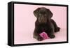 Chocolate Labrador Puppy Lying Down with Rose-null-Framed Stretched Canvas