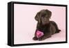 Chocolate Labrador Puppy Lying Down with Rose-null-Framed Stretched Canvas