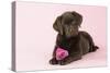 Chocolate Labrador Puppy Lying Down with Rose-null-Stretched Canvas