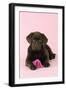 Chocolate Labrador Puppy Lying Down with Rose-null-Framed Photographic Print