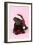 Chocolate Labrador Puppy Lying Down with Rose-null-Framed Photographic Print