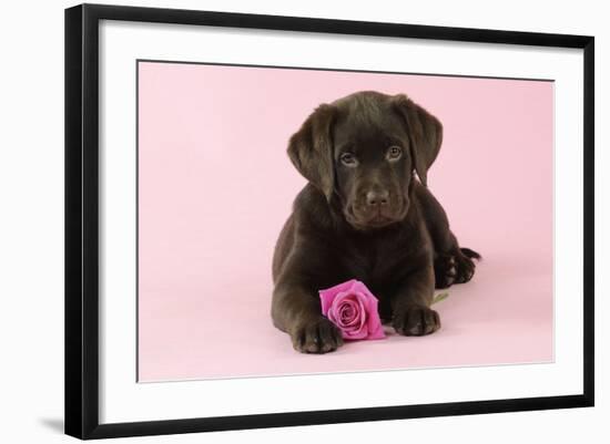 Chocolate Labrador Puppy Lying Down with Rose-null-Framed Photographic Print