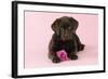 Chocolate Labrador Puppy Lying Down with Rose-null-Framed Photographic Print