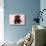 Chocolate Labrador Puppy Lying Down with Rose-null-Mounted Photographic Print displayed on a wall