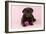 Chocolate Labrador Puppy Lying Down with Rose-null-Framed Photographic Print