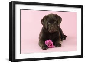 Chocolate Labrador Puppy Lying Down with Rose-null-Framed Photographic Print