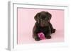 Chocolate Labrador Puppy Lying Down with Rose-null-Framed Photographic Print