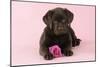 Chocolate Labrador Puppy Lying Down with Rose-null-Mounted Photographic Print