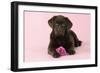 Chocolate Labrador Puppy Lying Down with Rose-null-Framed Photographic Print