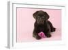 Chocolate Labrador Puppy Lying Down with Rose-null-Framed Photographic Print