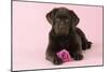 Chocolate Labrador Puppy Lying Down with Rose-null-Mounted Photographic Print