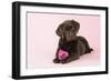 Chocolate Labrador Puppy Lying Down with Rose-null-Framed Photographic Print