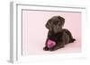 Chocolate Labrador Puppy Lying Down with Rose-null-Framed Photographic Print