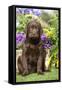 Chocolate Labrador Puppy Outside in Garden-null-Framed Stretched Canvas