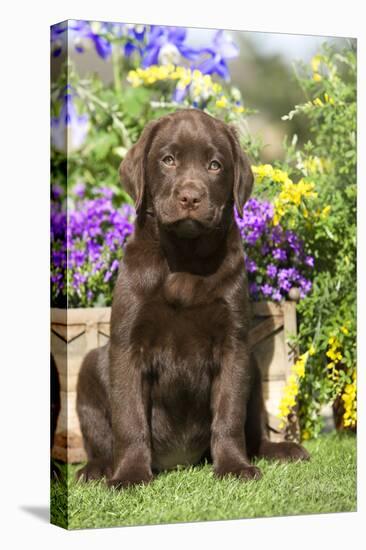 Chocolate Labrador Puppy Outside in Garden-null-Stretched Canvas