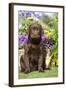 Chocolate Labrador Puppy Outside in Garden-null-Framed Photographic Print