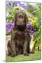 Chocolate Labrador Puppy Outside in Garden-null-Mounted Photographic Print