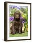 Chocolate Labrador Puppy Outside in Garden-null-Framed Photographic Print