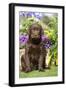 Chocolate Labrador Puppy Outside in Garden-null-Framed Photographic Print